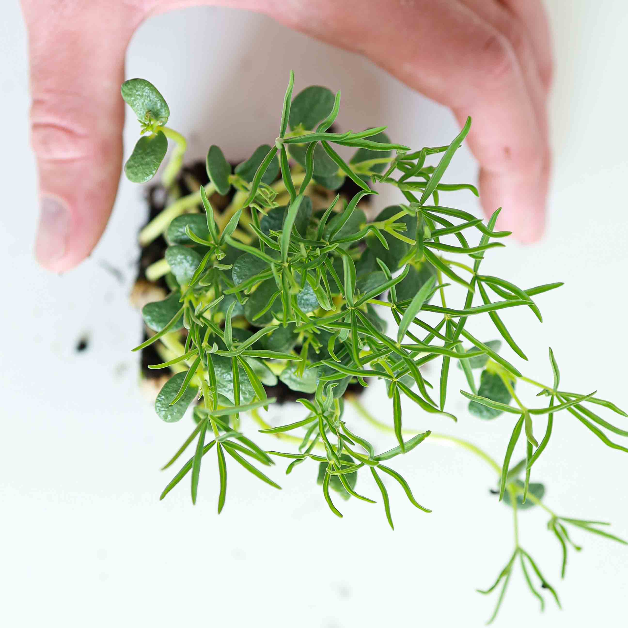 Graines Micropousse Lupin - Sachet 1 Kilo