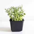 Graines Micropousse Lupin - Sachet 1 Kilo