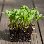 Graines Micropousse Souci Beauty - Sachet 100 grammes