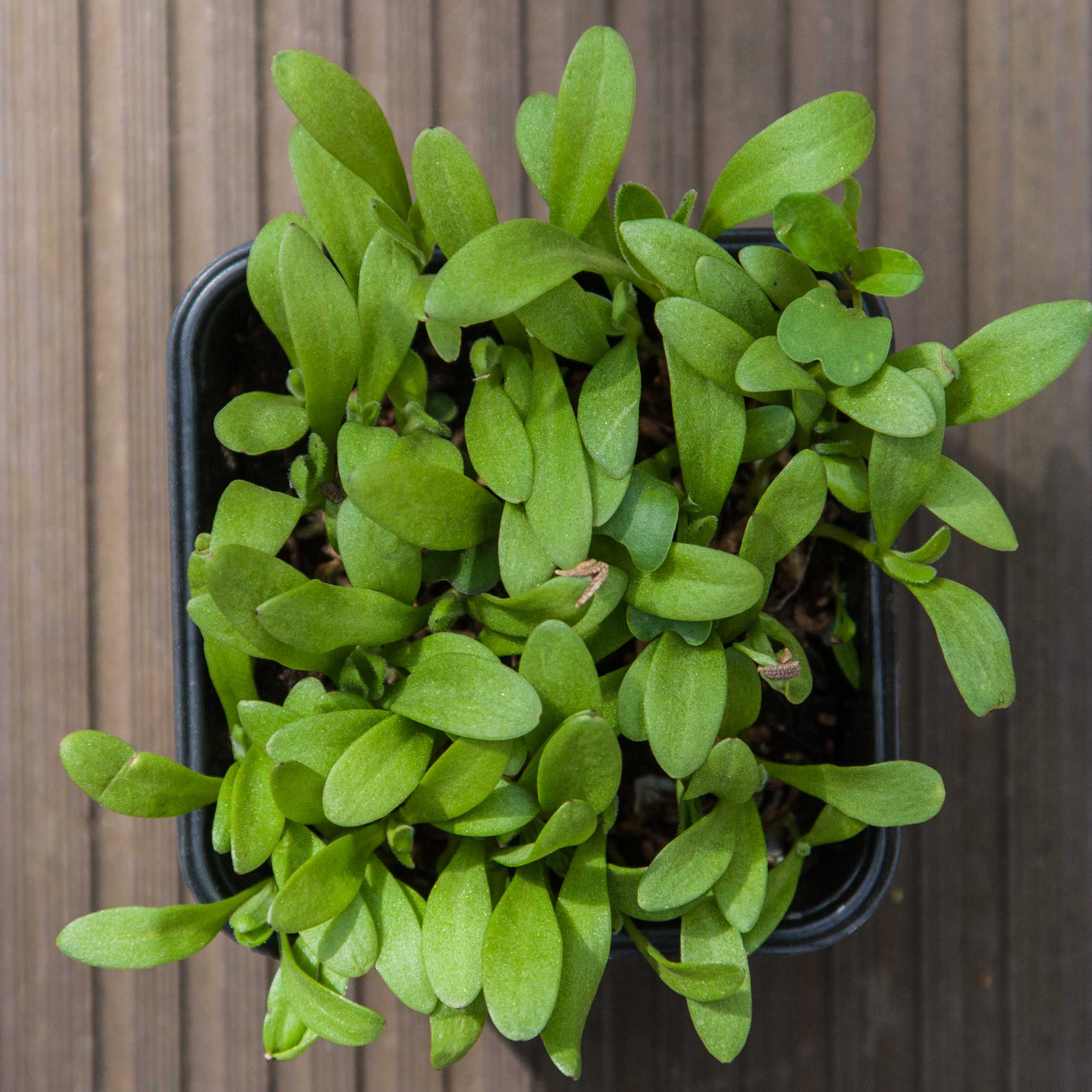 Graines Micropousse Souci Beauty - Sachet 1 Kilo