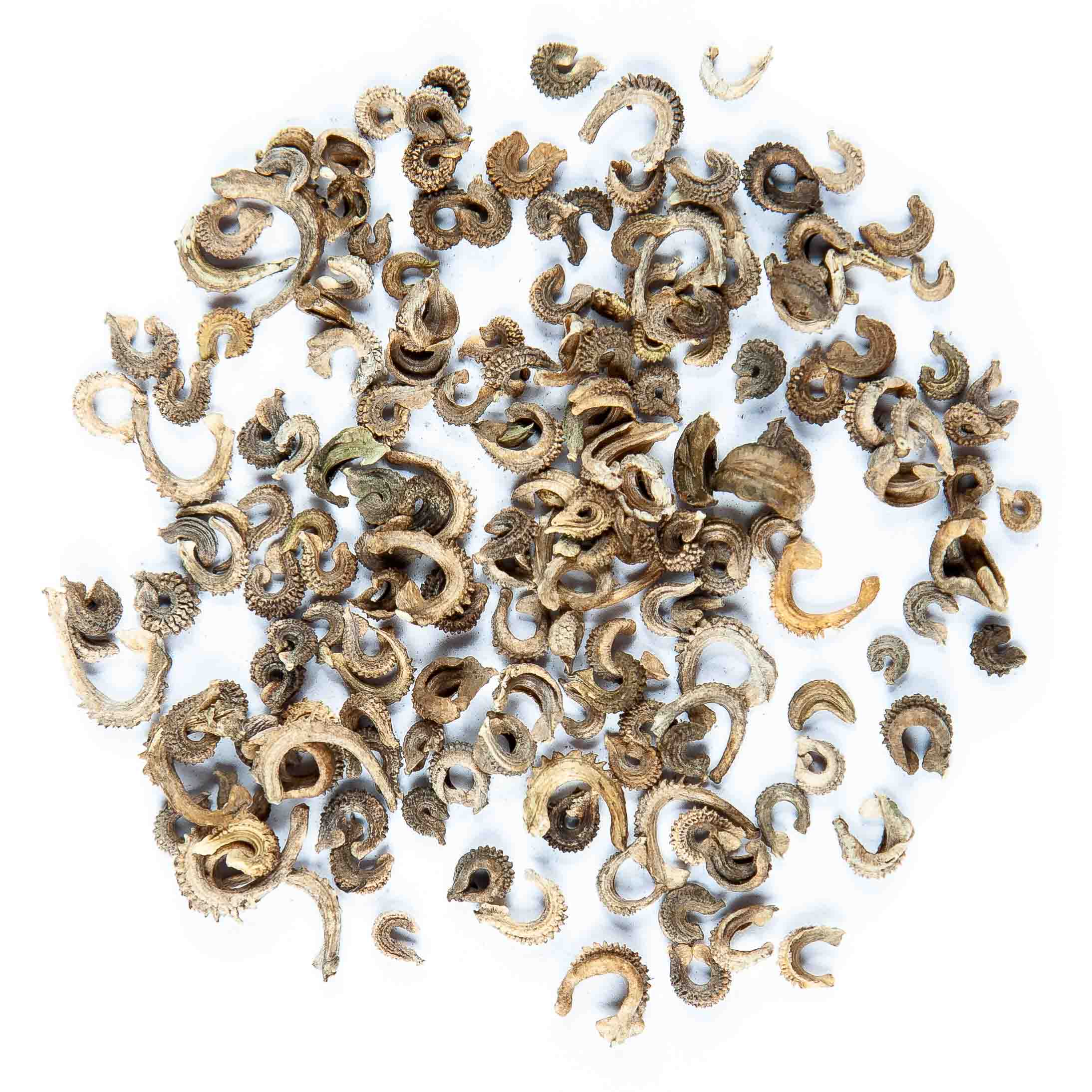 Graines Micropousse Souci Beauty - Sachet 1 Kilo