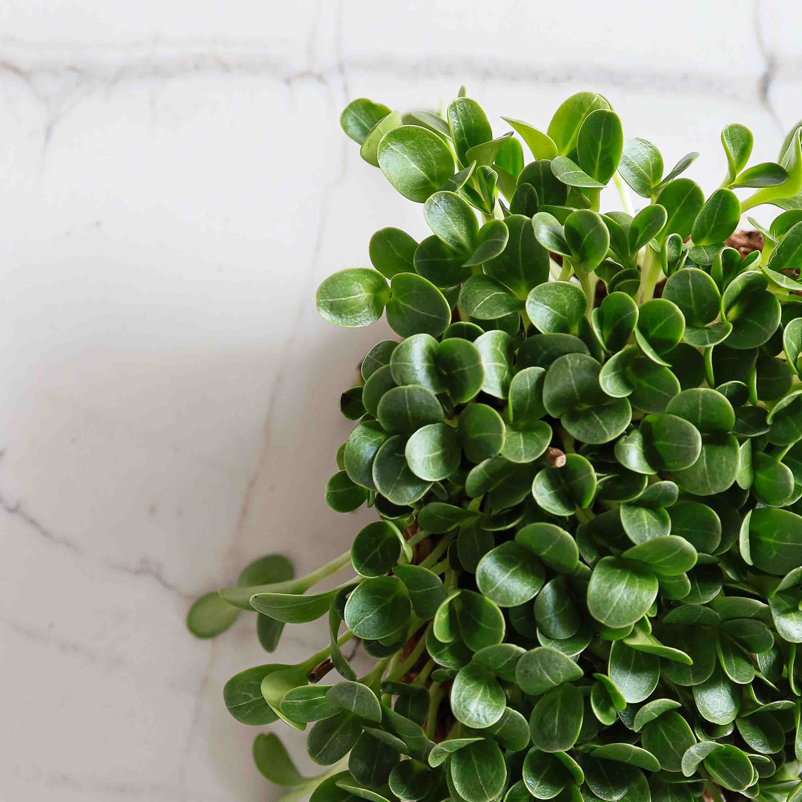 Graines Micropousse Chardon-Marie - Sachet 250 grammes