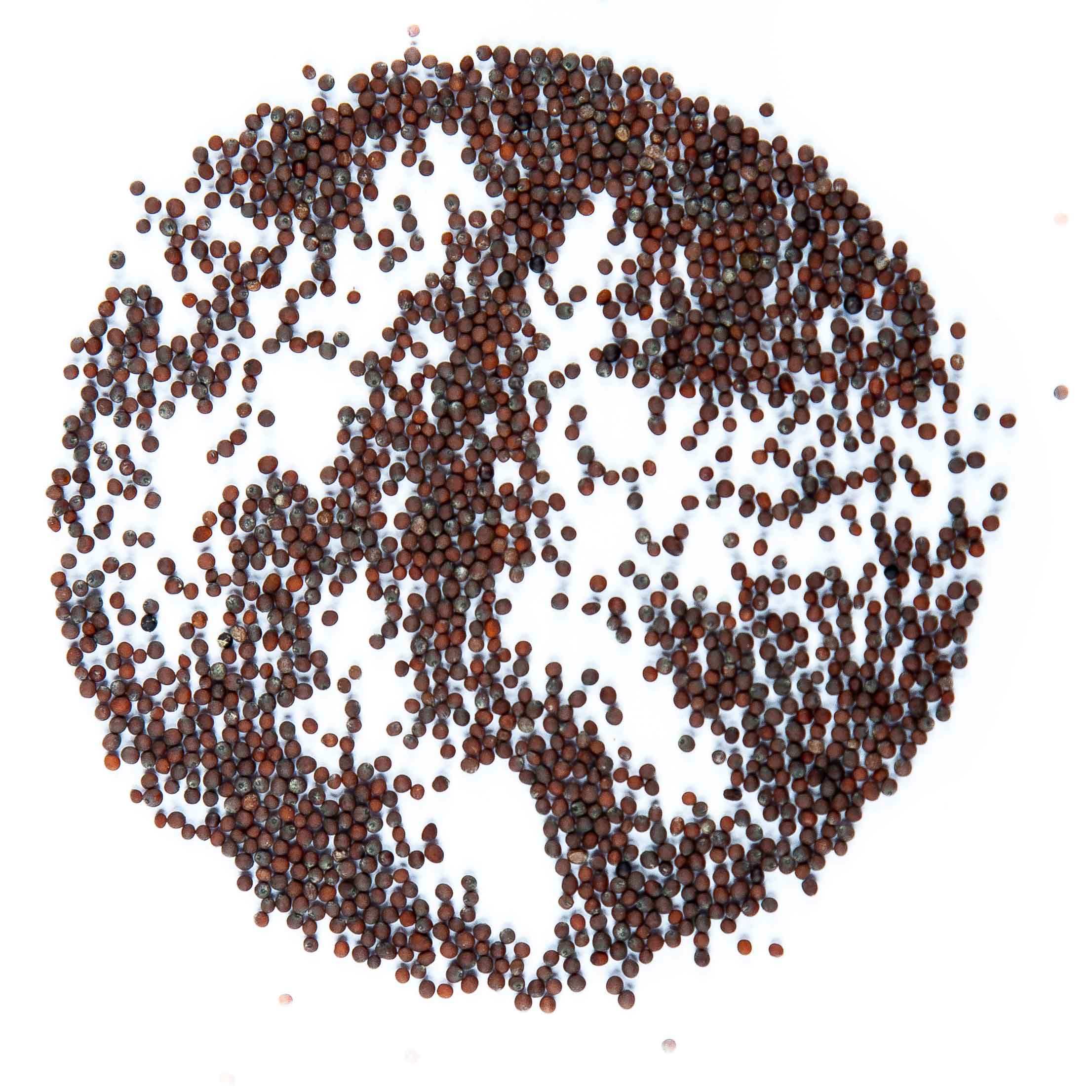 Graines Micropousse Mizuna Verte - Sachet 250 grammes