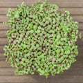 Graines Micropousse Moutarde Red Giant - Sachet 100 grammes