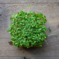 Graines Micropousse Moutarde Wasabi - Sachet 500 grammes