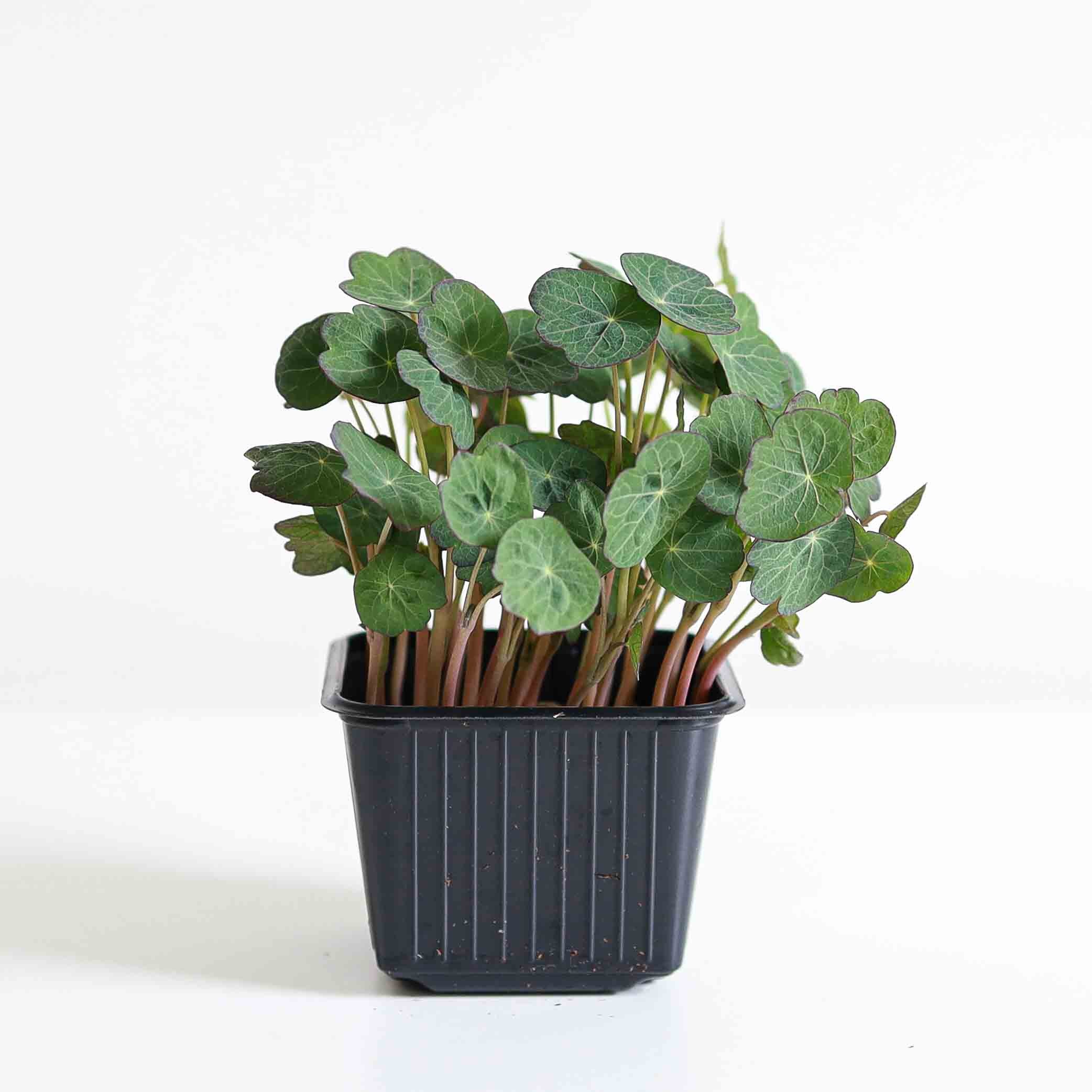 Graines Micropousse Capucine Empress of India - Sachet 500 grammes