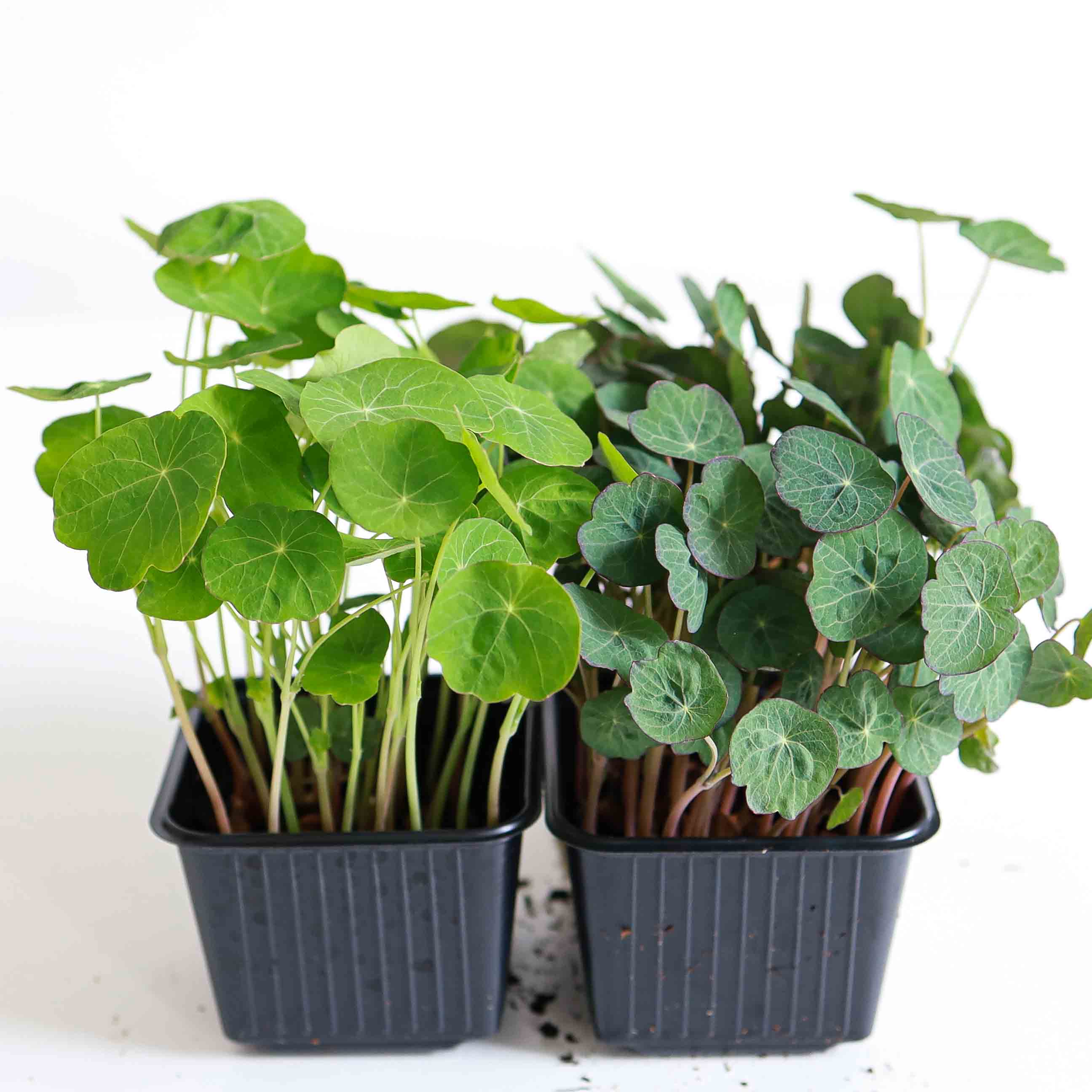 Graines Micropousse Capucine Empress of India - Sachet 500 grammes