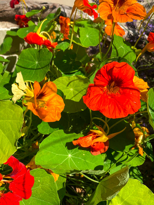 Graines Micropousse capucine naine - Sachet 1 Kilo