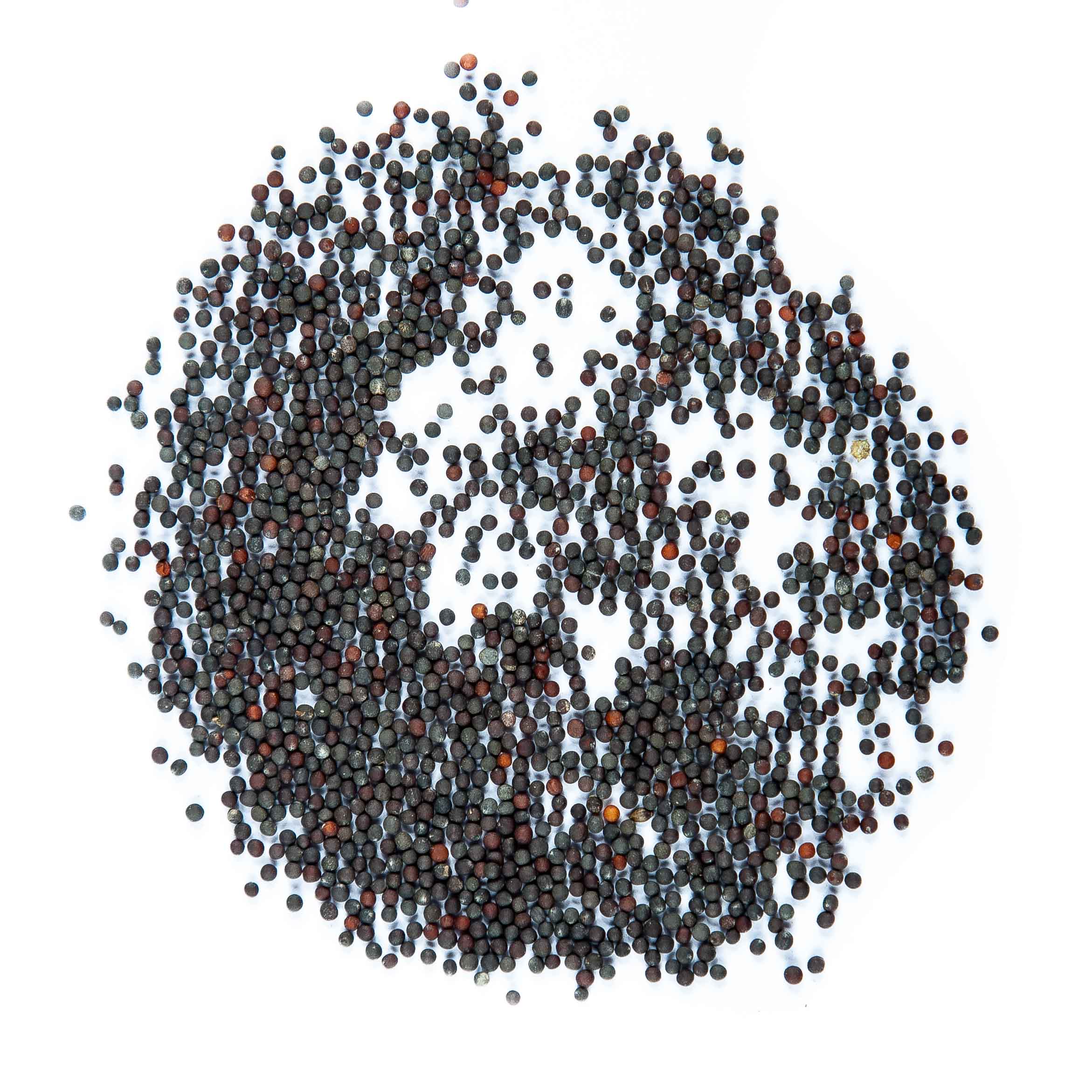 Graines Micropousse Pak Choï Tige Blanche - Sachet 500 grammes