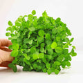 Graines Micropousse Pois Dunn - Sachet 1 Kilo