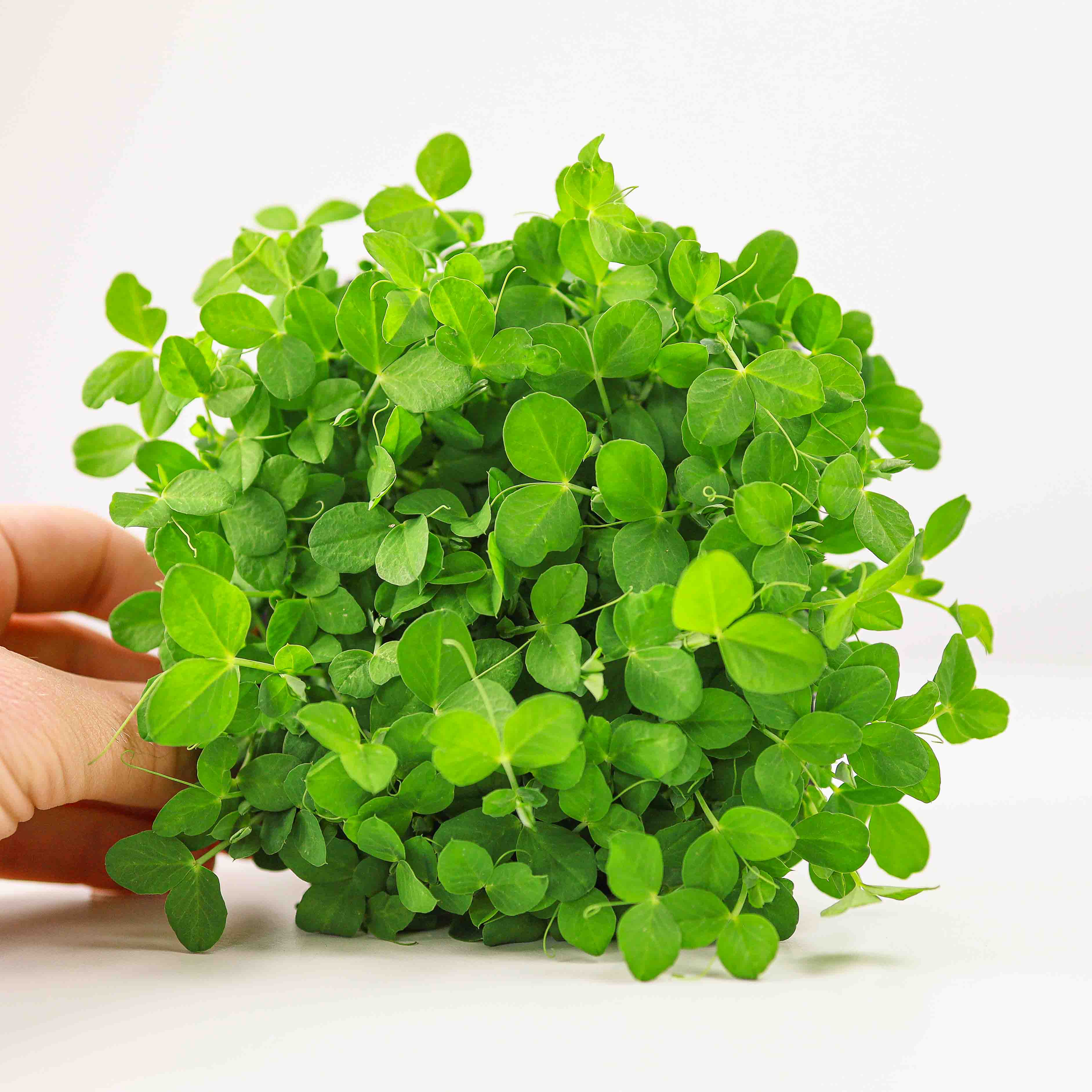 Graines Micropousse Pois Dunn - Sachet 1 Kilo