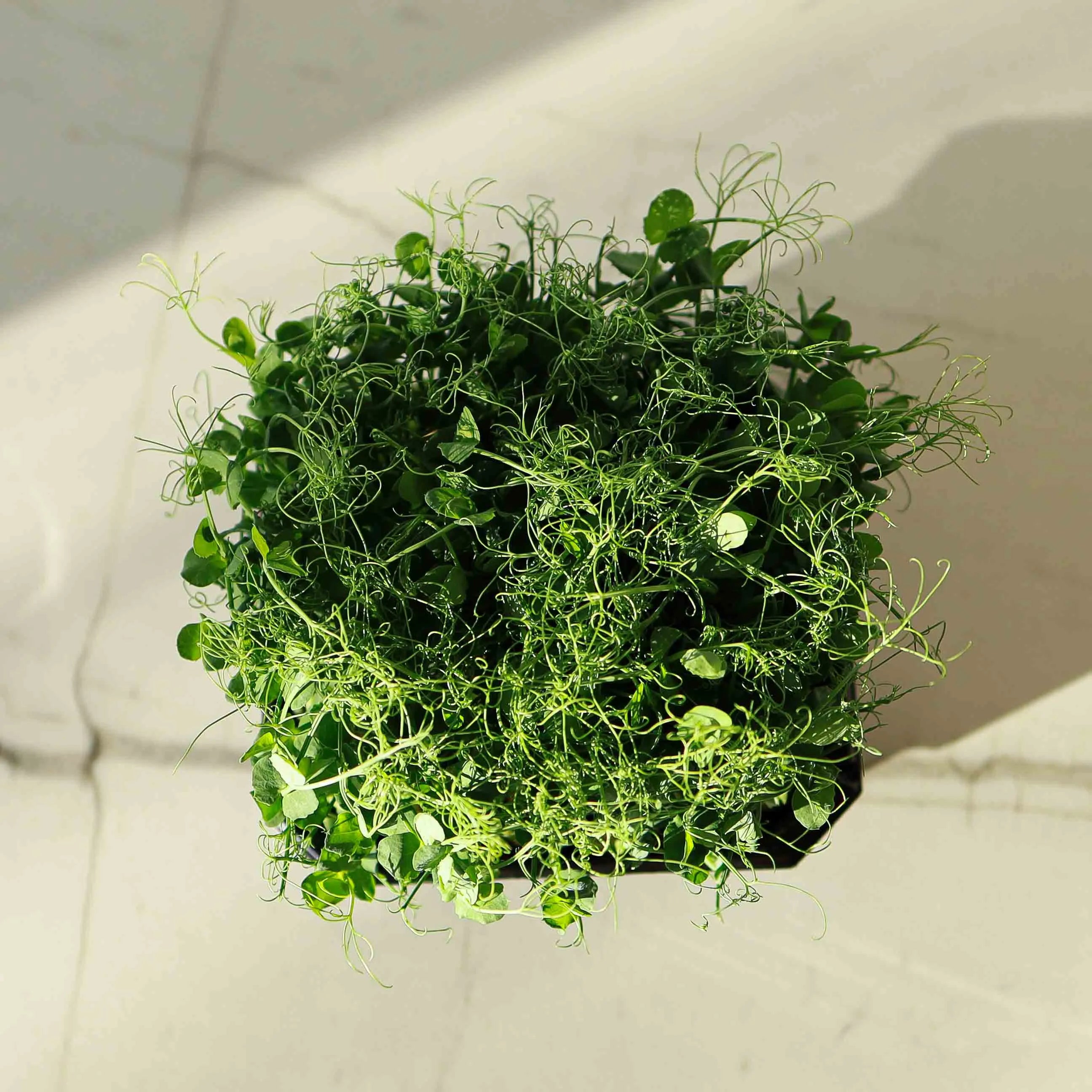 Graines Micropousse Pois Foxy - Sachet 500 grammes