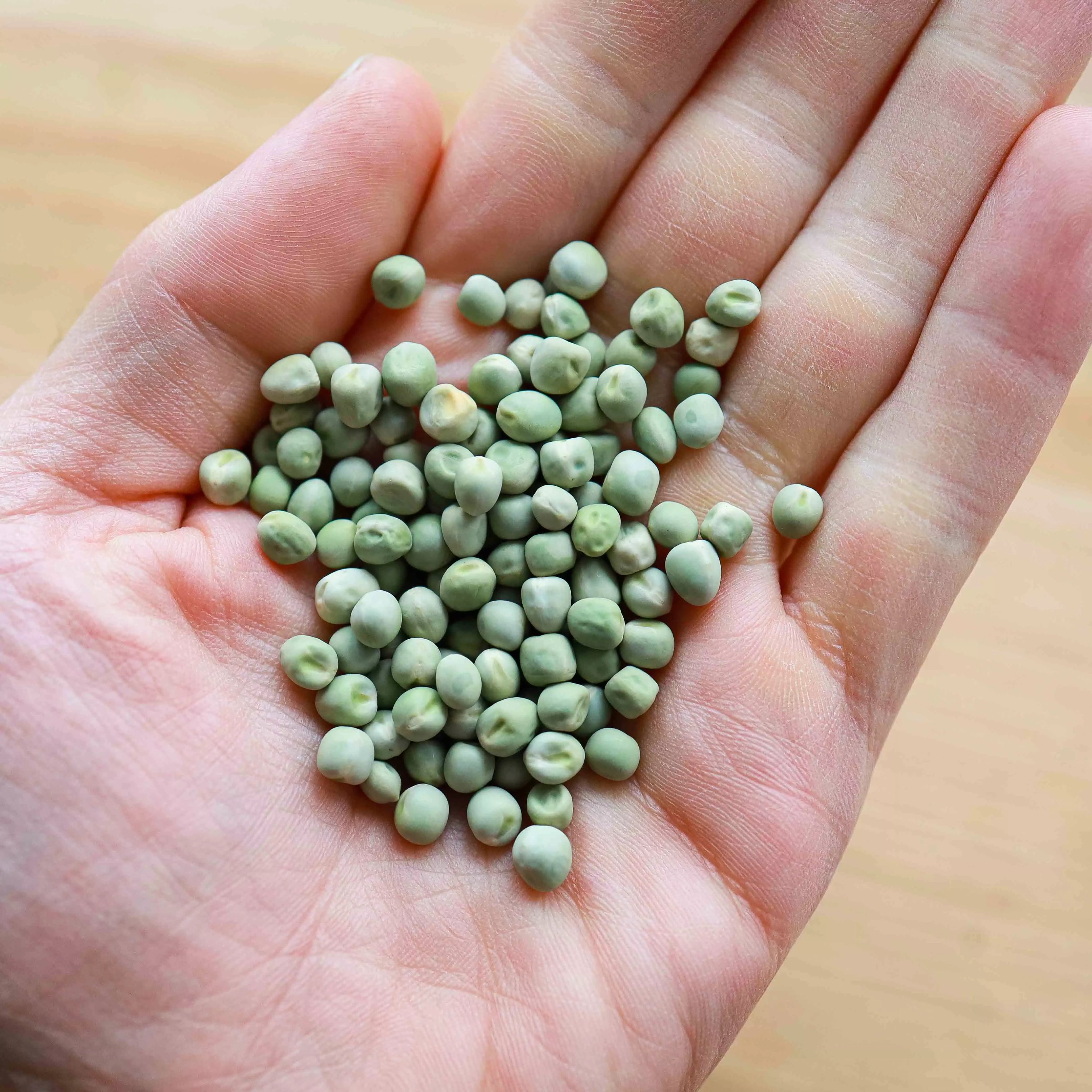 Graines Micropousse Pois Foxy - Sachet 500 grammes