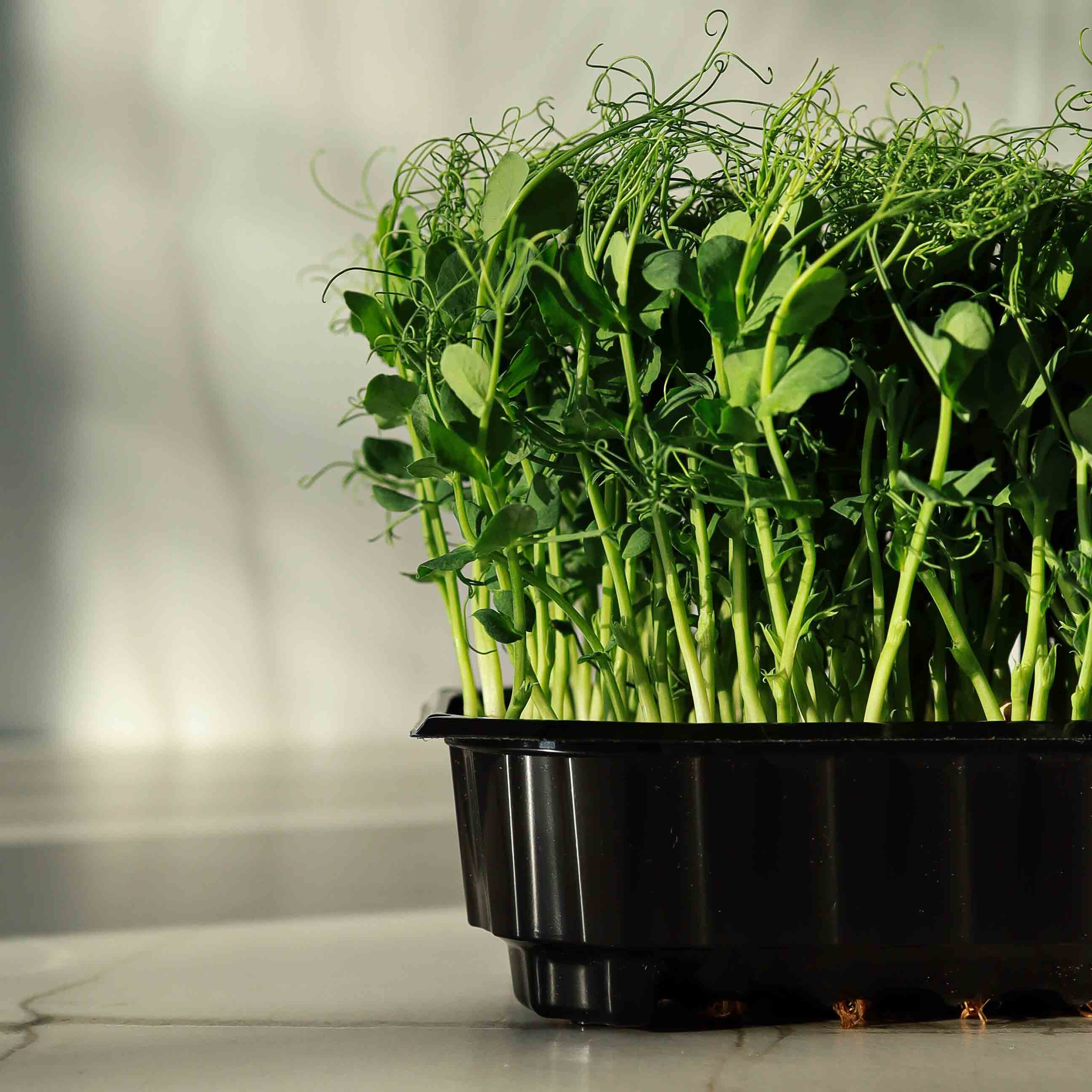 Graines Micropousse Pois Foxy - Sachet 500 grammes