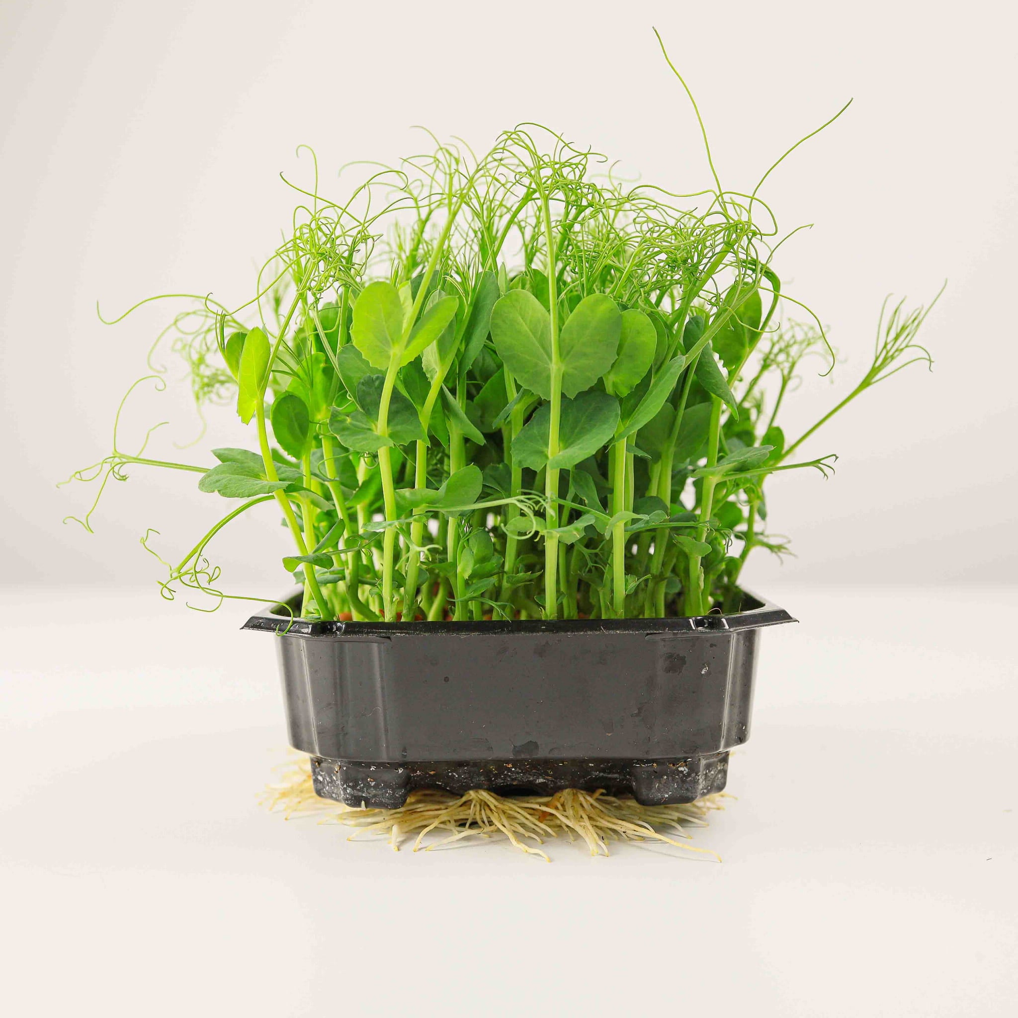 Graines Micropousse Pois Frisé 2.0 - Sachet 1 Kilo