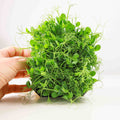 Graines Micropousse Pois Taiga - Sachet 100 grammes