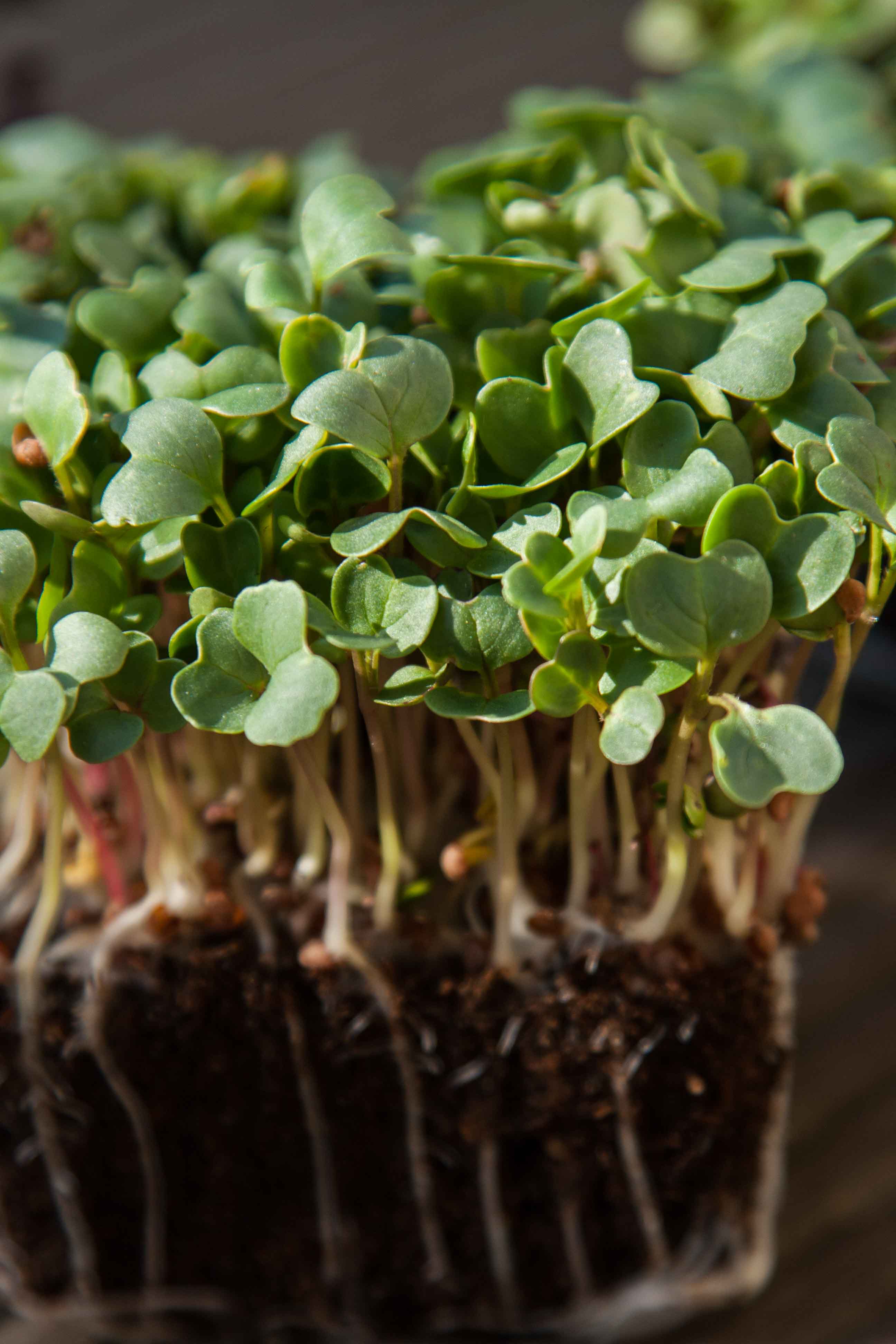 Graines Micropousse Radis Daïkon - Sachet 500 grammes