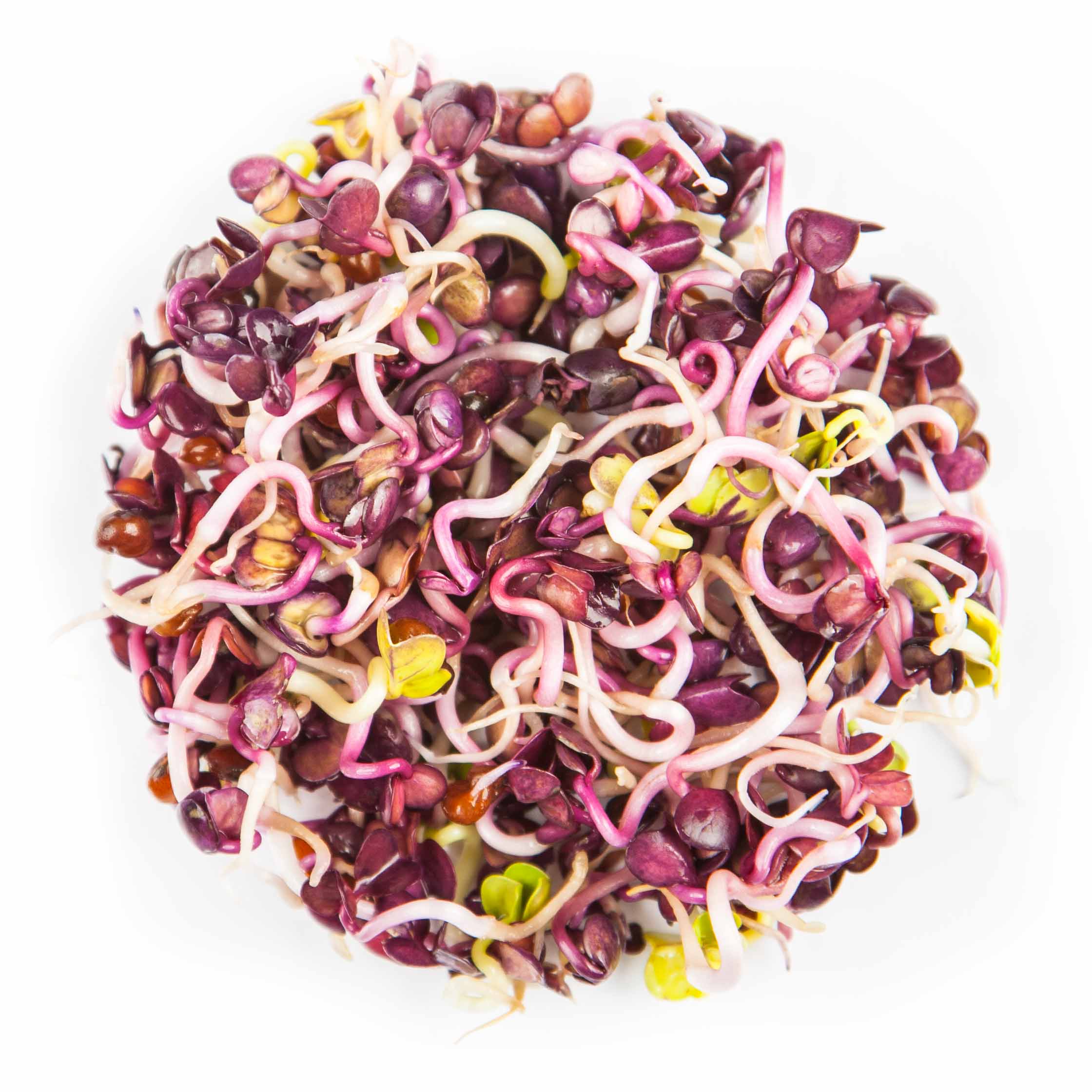 Graines Micropousse Radis Red Rambo - Sachet 500 grammes