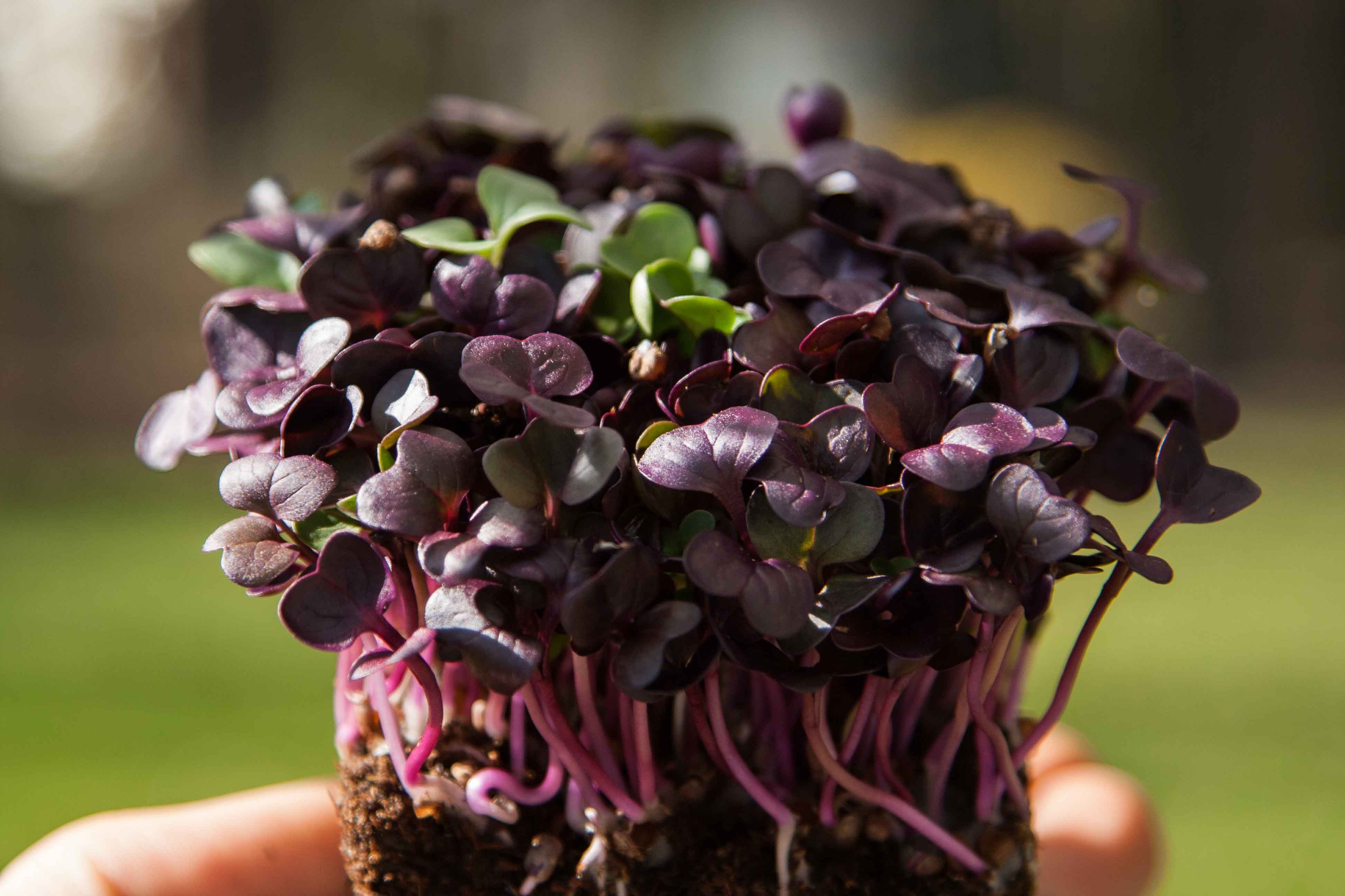 Graines Micropousse Radis Red Rambo - Sachet 500 grammes