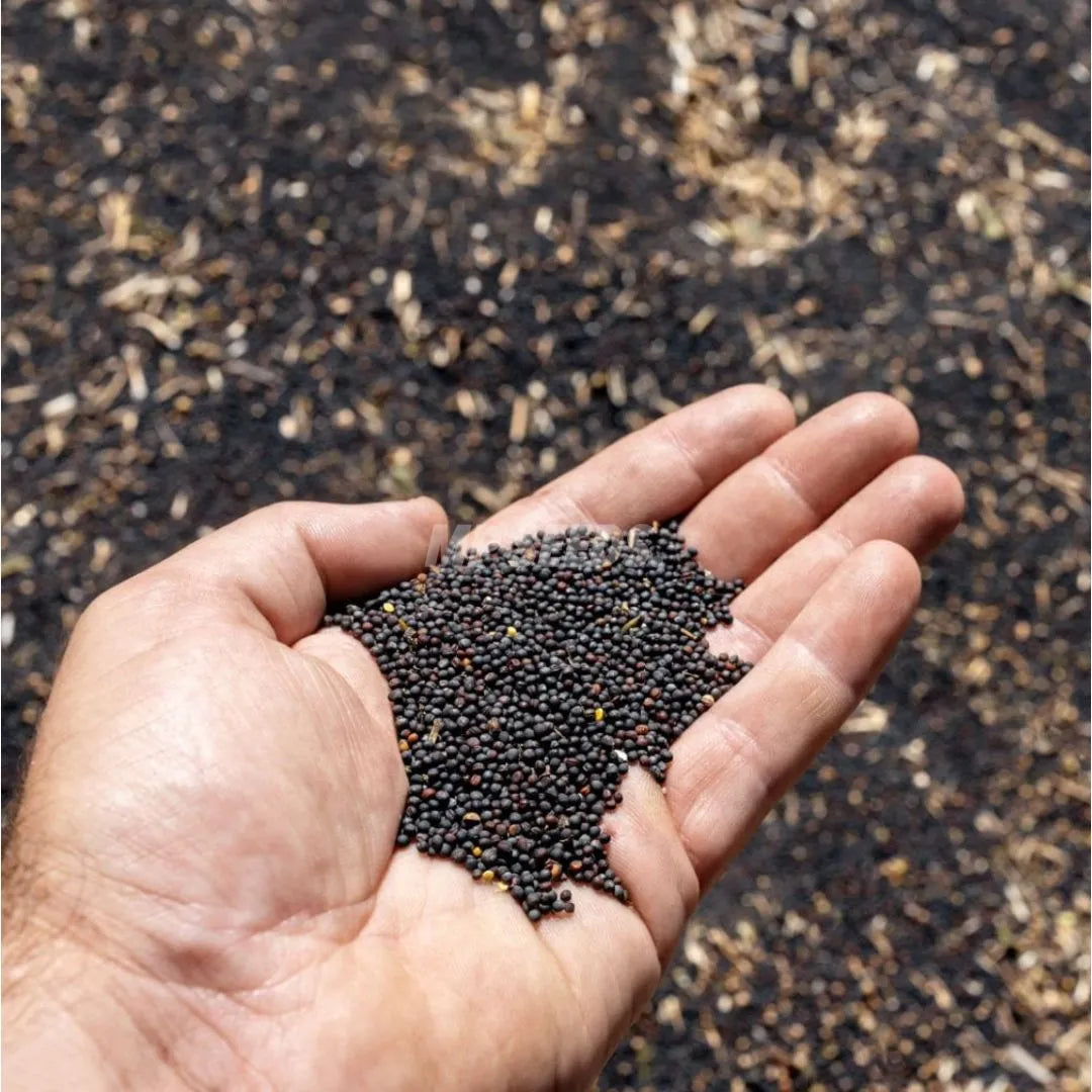 Graines Micropousse Colza - Sachet 1 Kilo