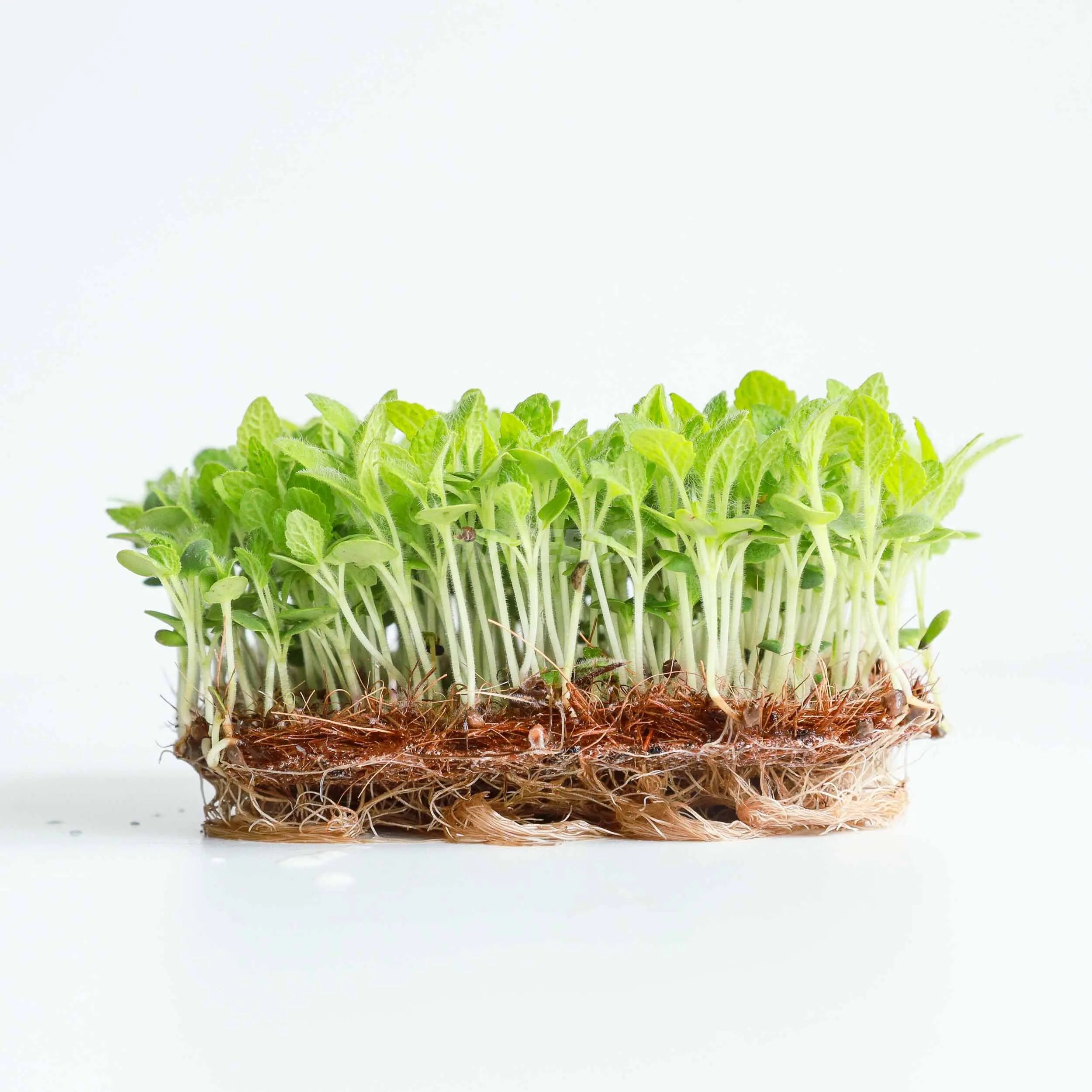 Graines Micropousse Sauge - Sachet 5 grammes