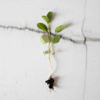 Graines Micropousse Sauge - Sachet 5 grammes