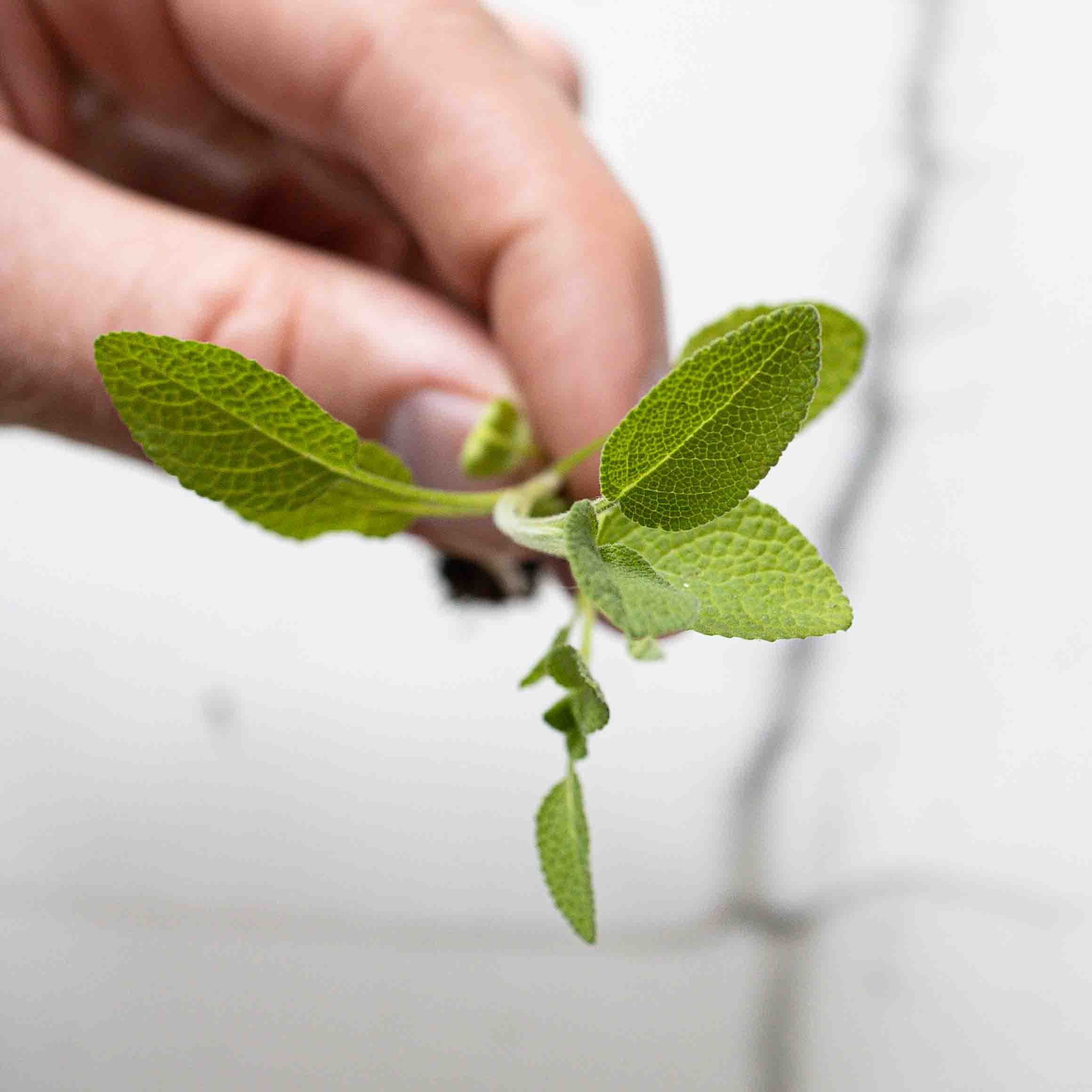 Graines Micropousse Sauge - Sachet 5 grammes