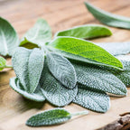 Graines Micropousse Sauge - Sachet 5 grammes