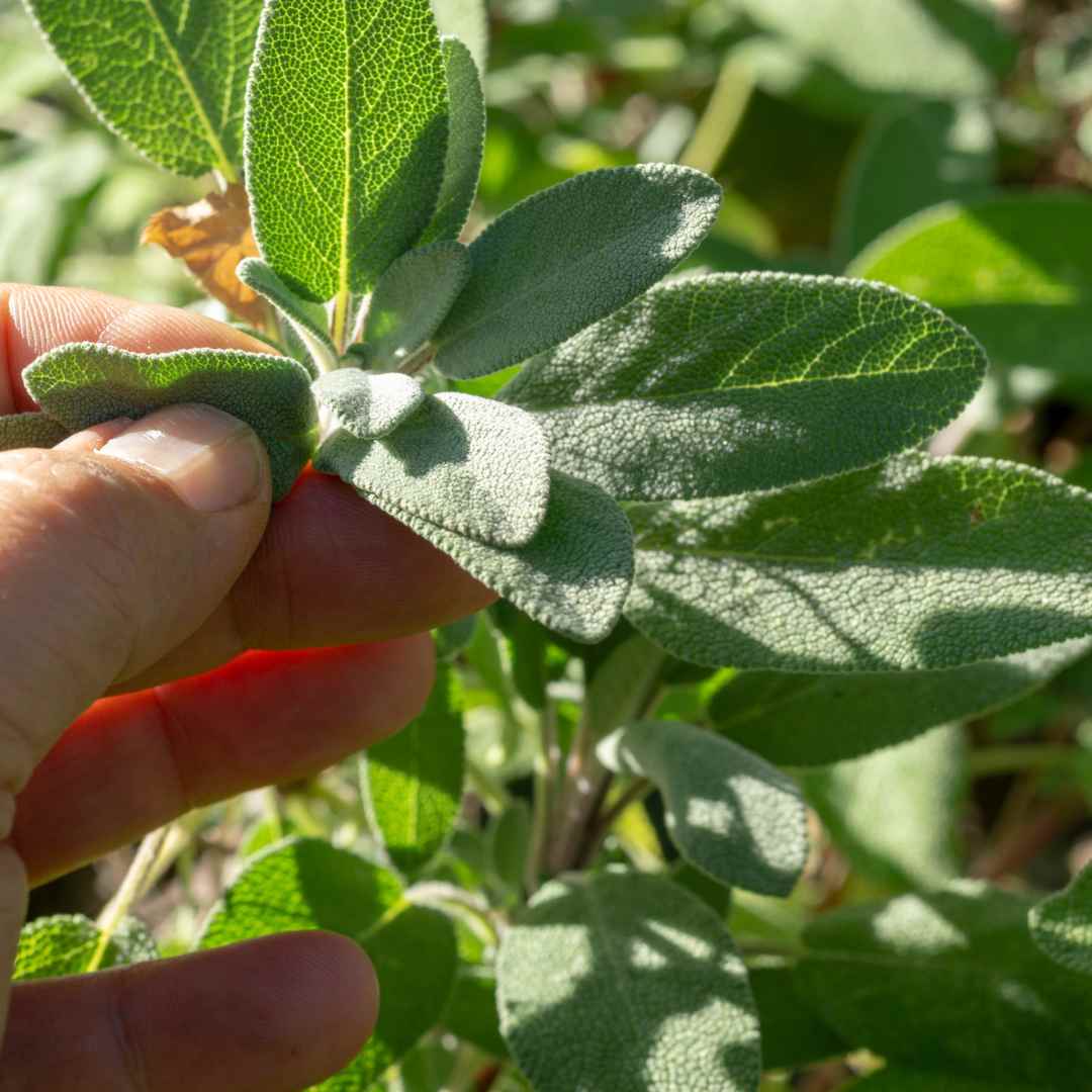 Graines Micropousse Sauge - Sachet 5 grammes