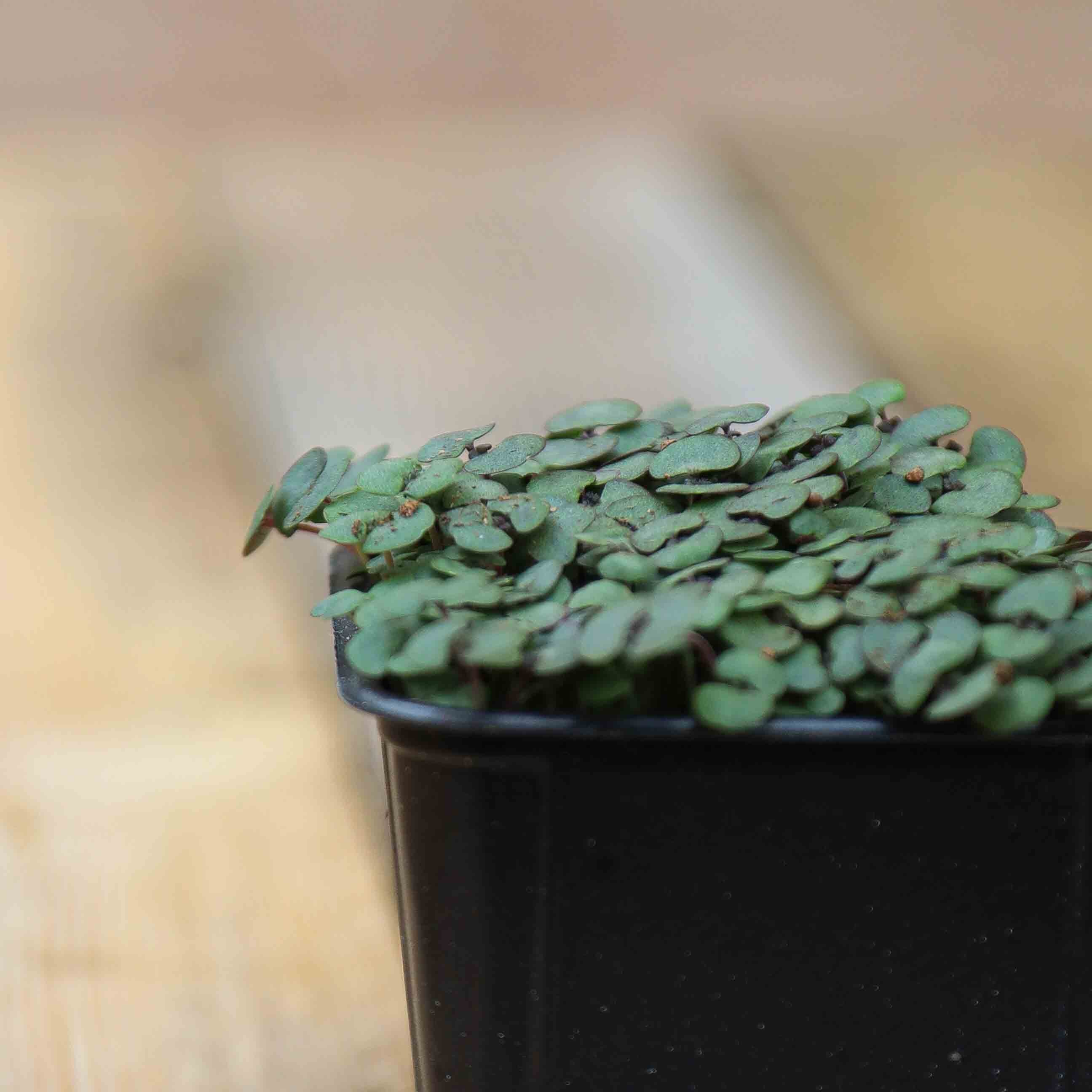 Graines Micropousse Shiso Rouge - Sachet 100 grammes