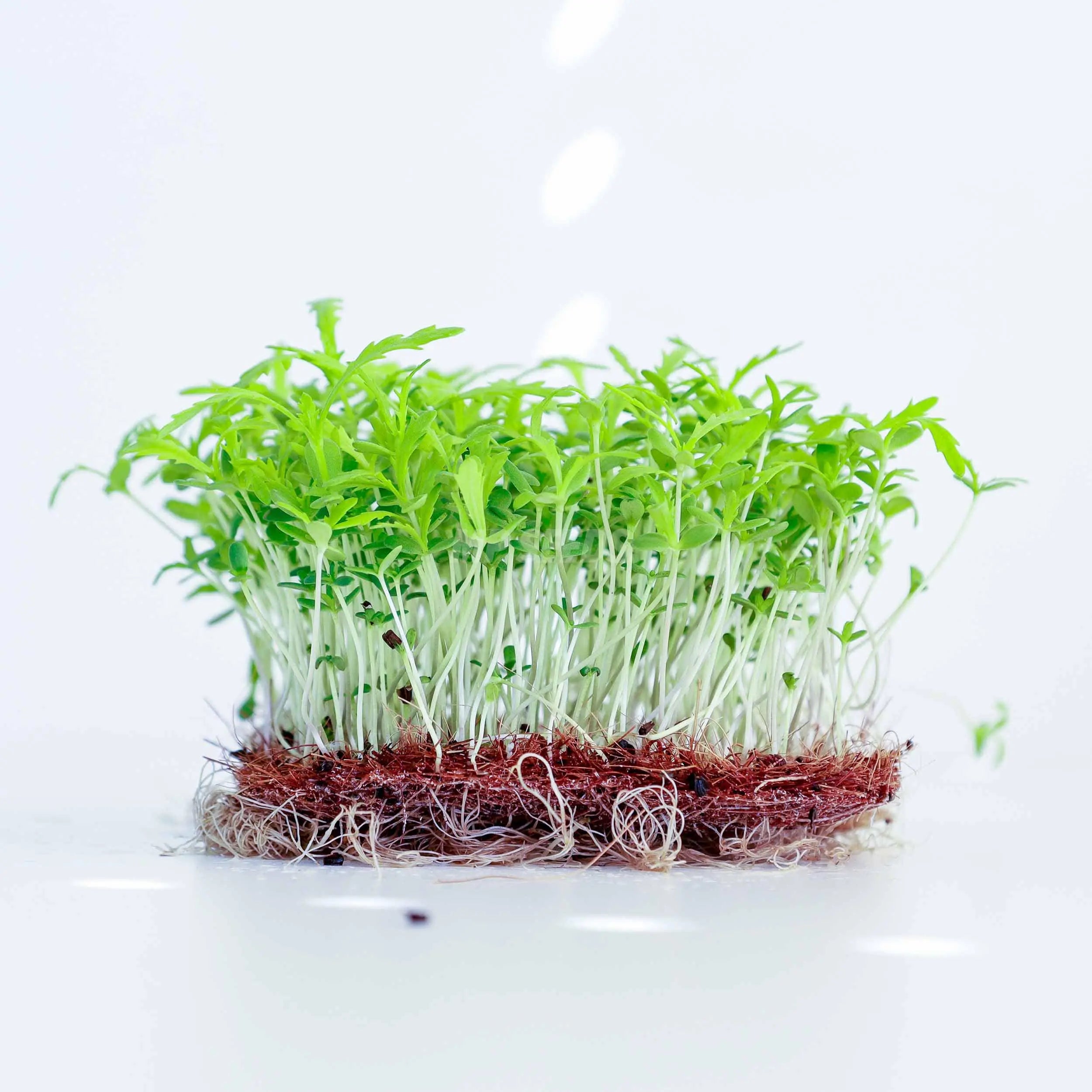 Graines Micropousse Shungiku (Chrysanthème Comestible) - Sachet 500 grammes