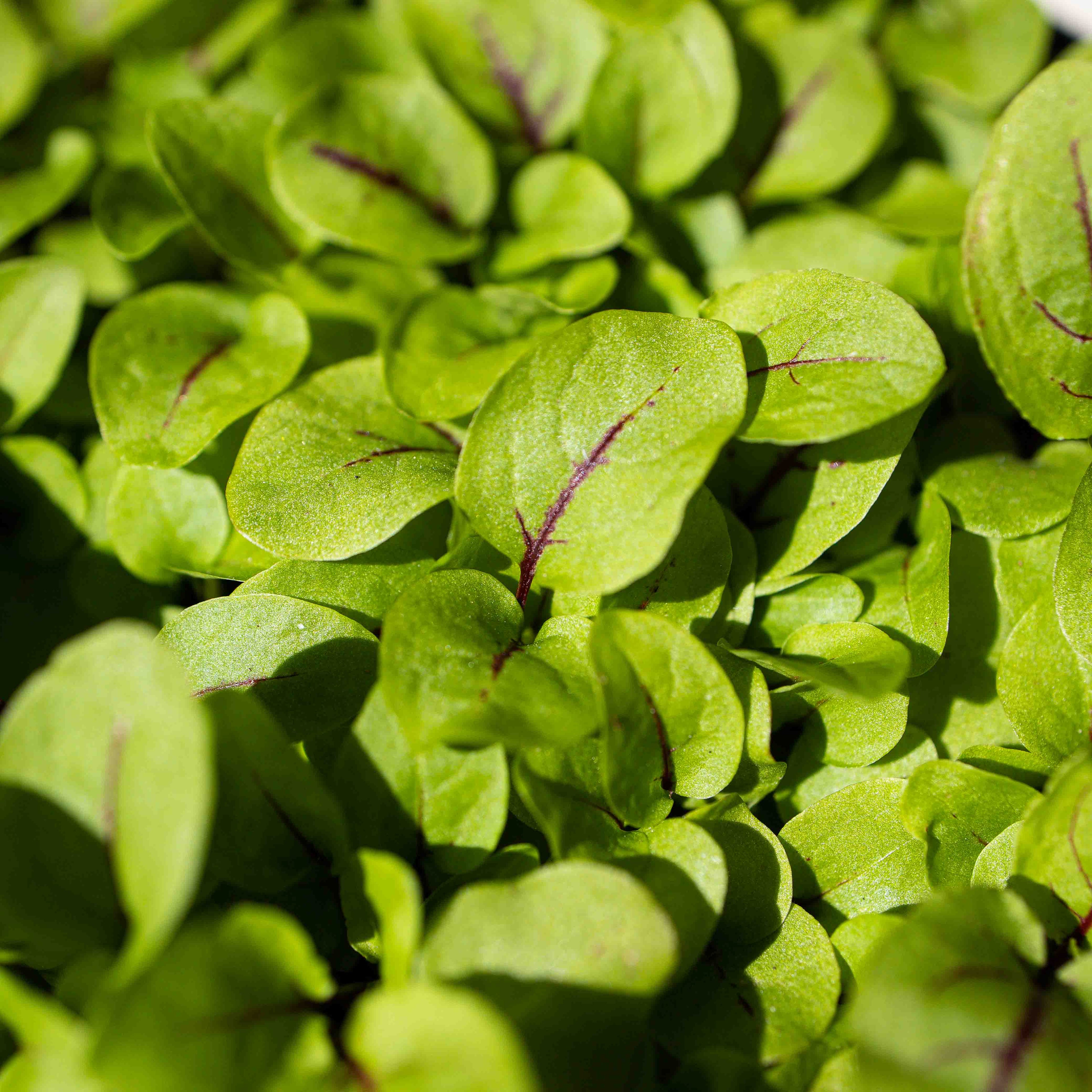 Graines Micropousse Oseille à Veines Rouges - Sachet 50 grammes
