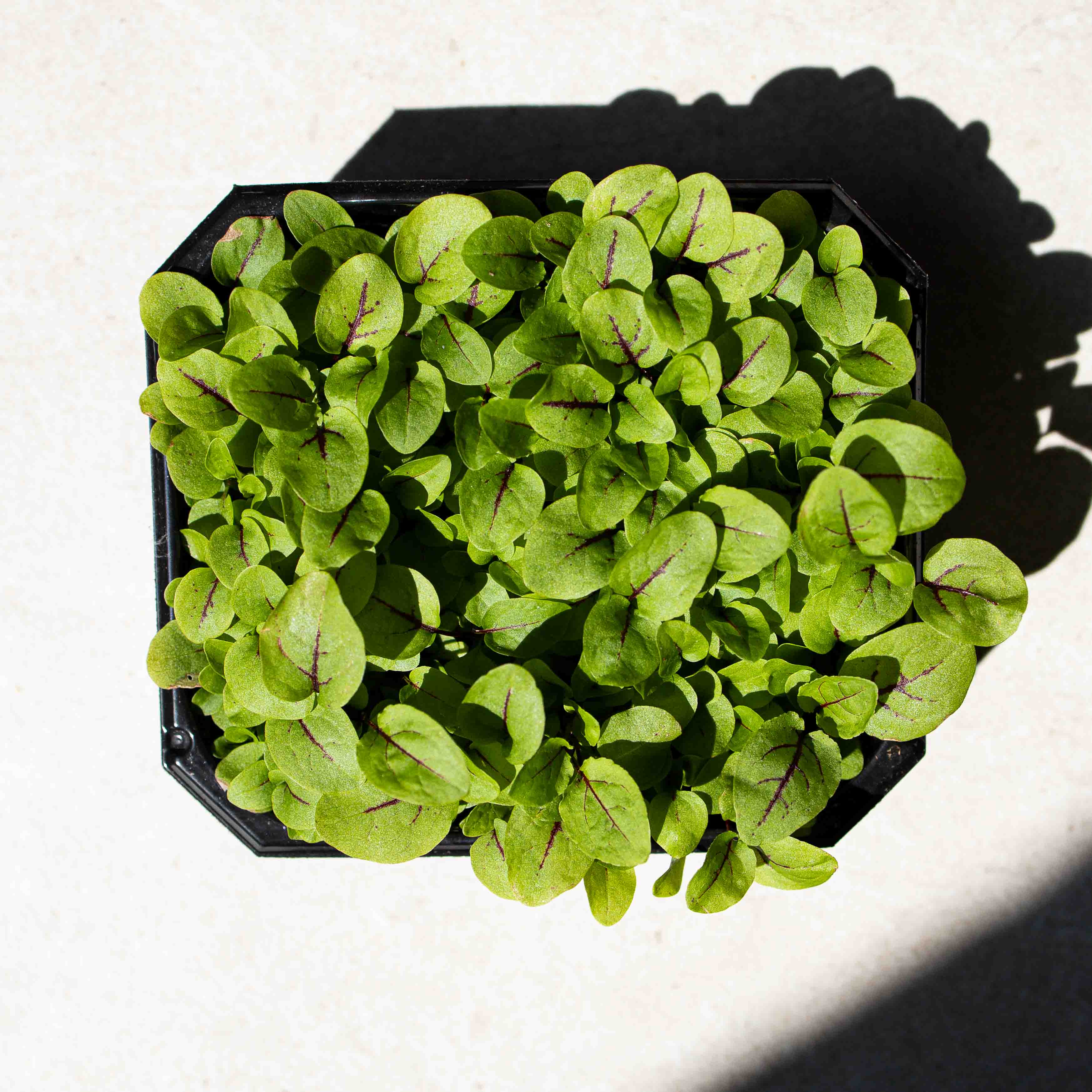 Graines Micropousse Oseille à Veines Rouges - Sachet 50 grammes