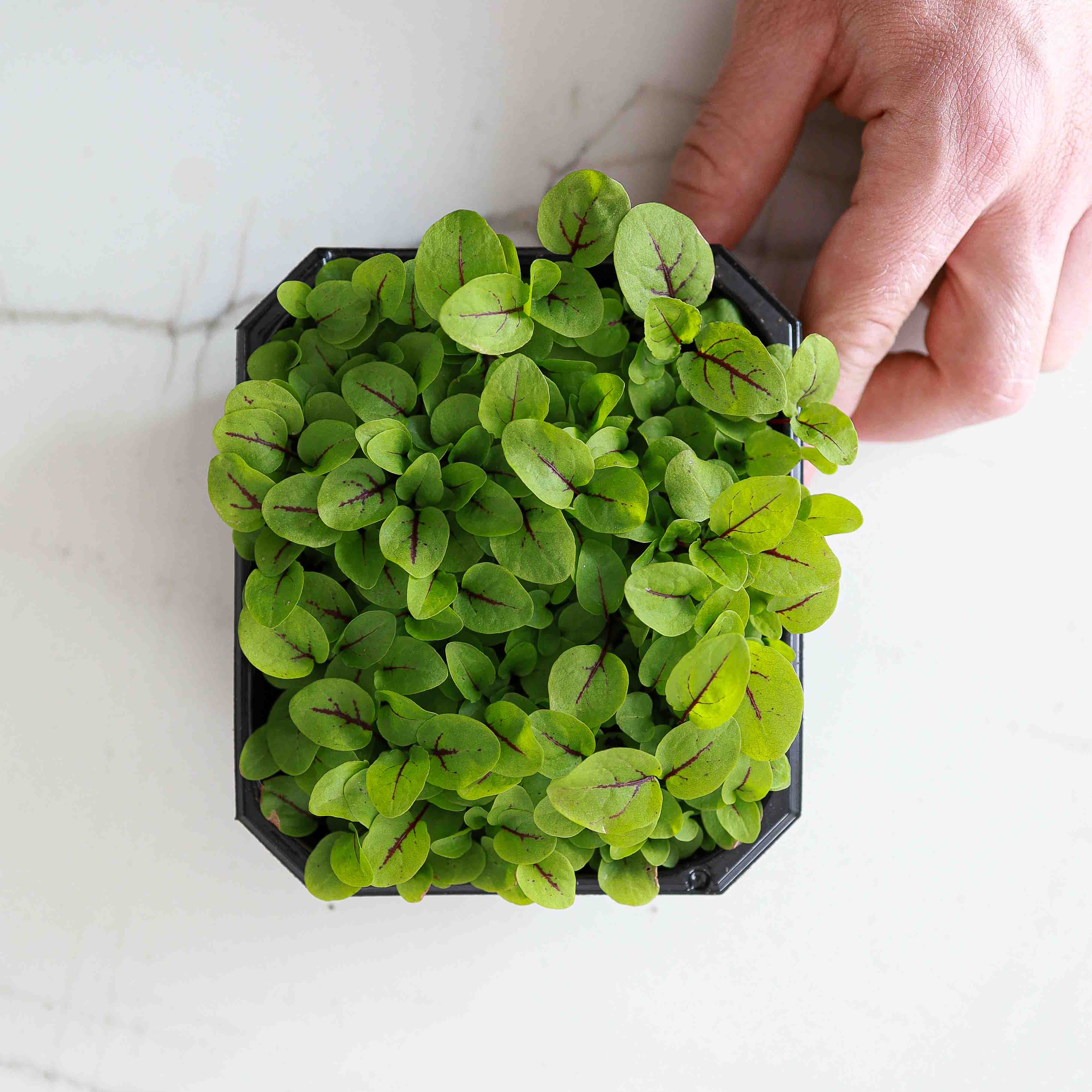 Graines Micropousse Oseille à Veines Rouges - Sachet 50 grammes