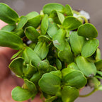 Graines Micropousse Tournesol Gros - Sachet 500 grammes