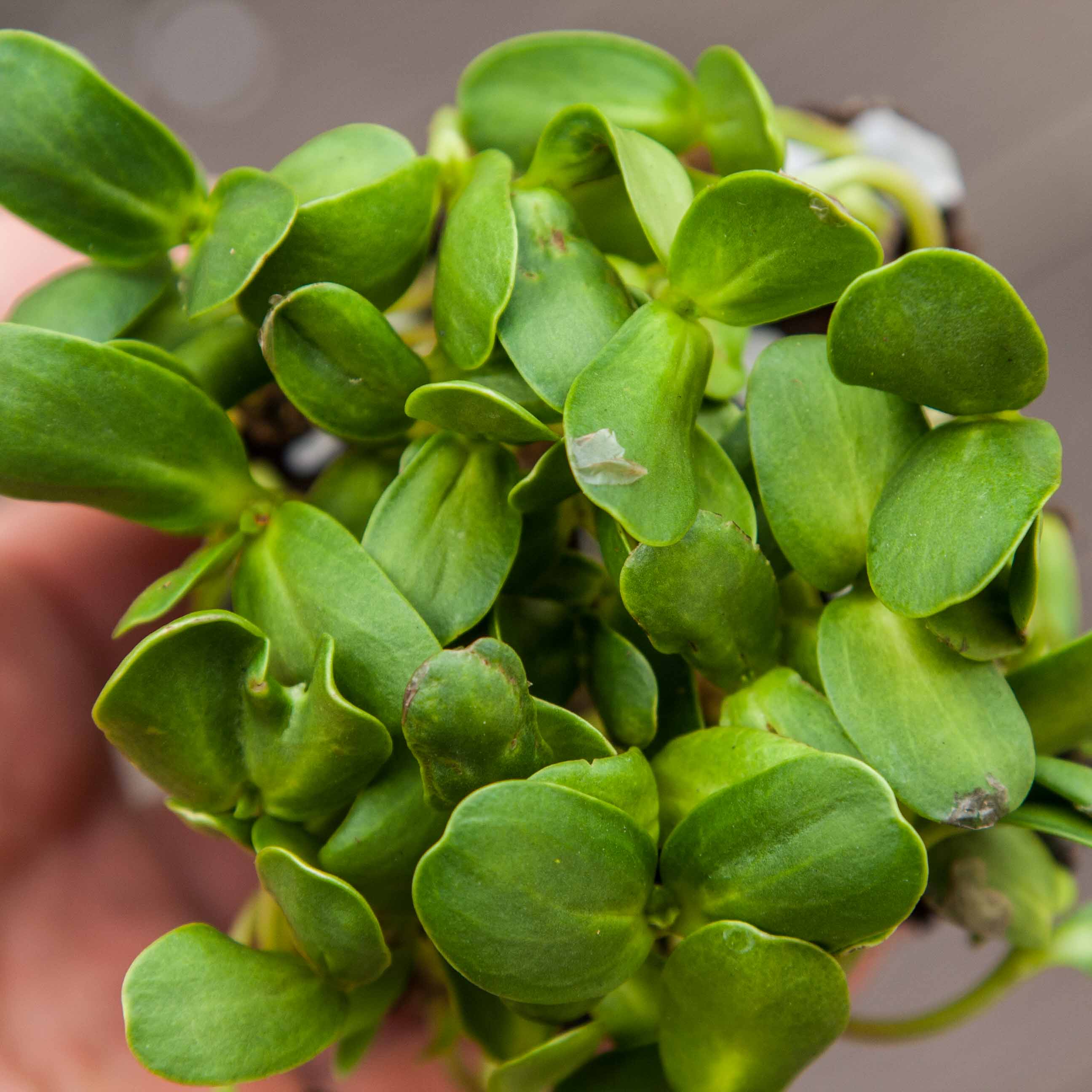 Graines Micropousse Tournesol Gros - Sachet 1 Kilo