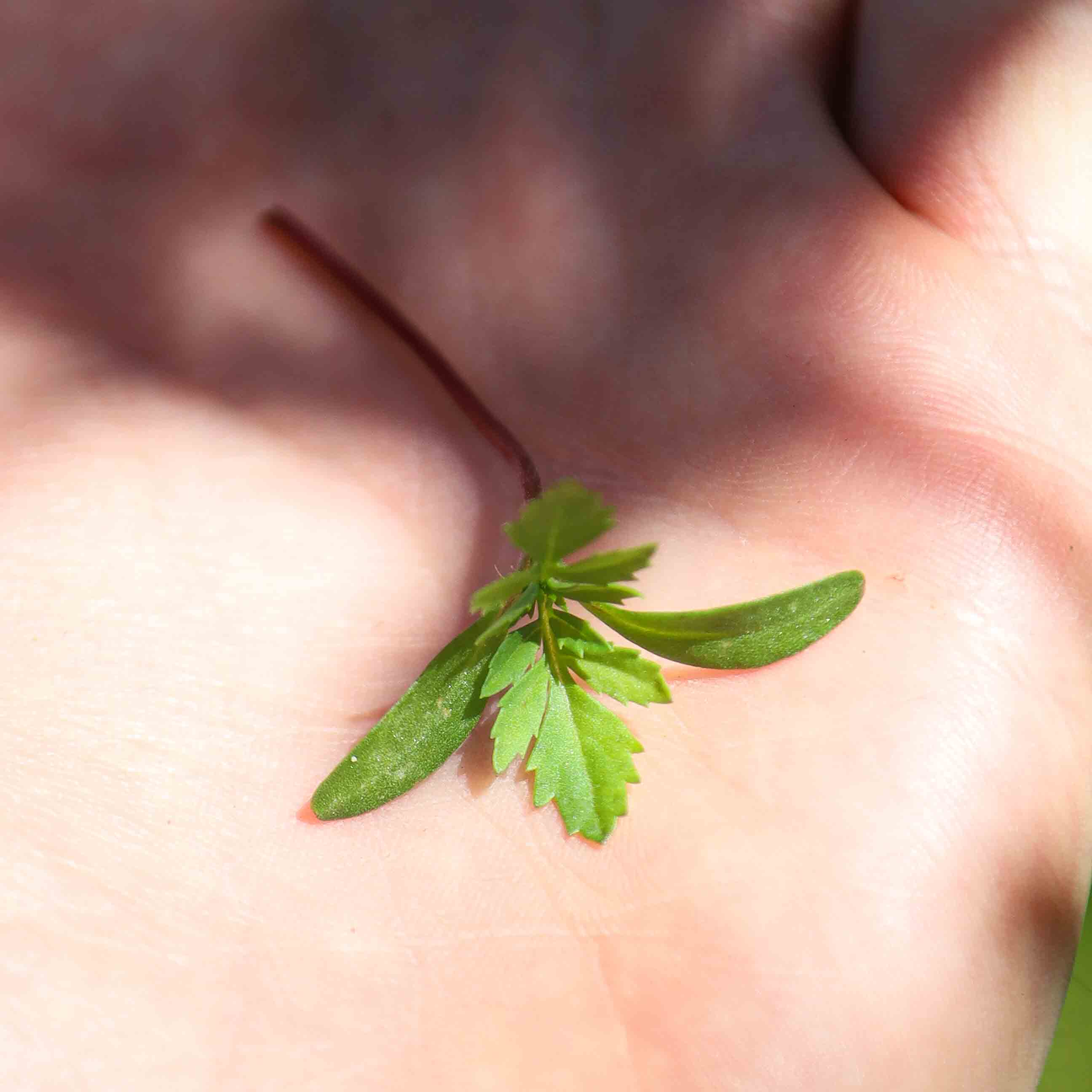 Graines Micropousse Tagète Rose - Sachet 1 Kilo