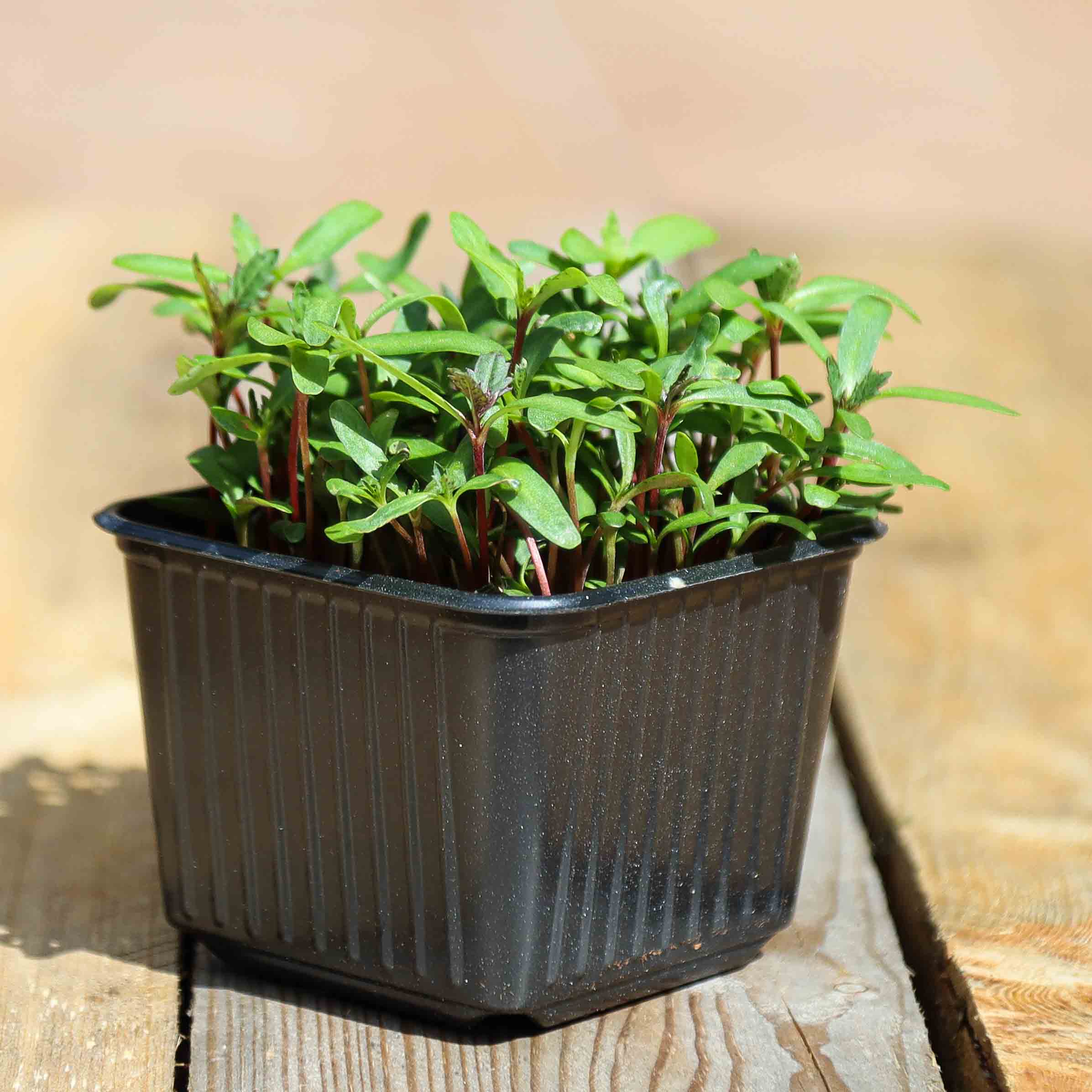 Graines Micropousse Tagète Rose - Sachet 1 Kilo