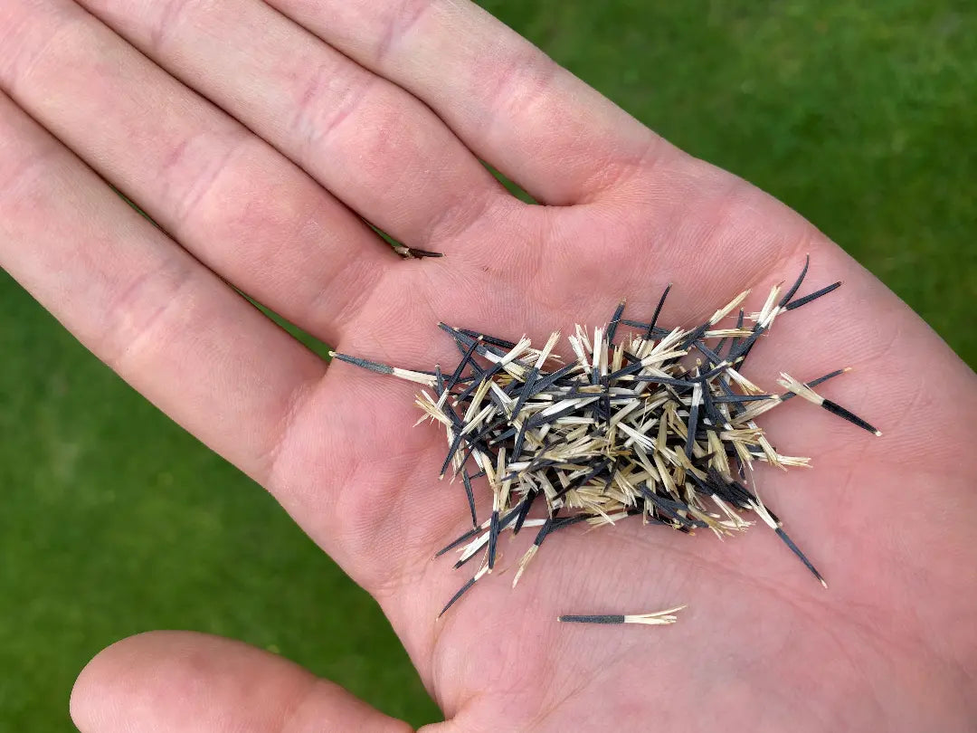 Graines Micropousse Tagète Rose - Sachet 1 Kilo