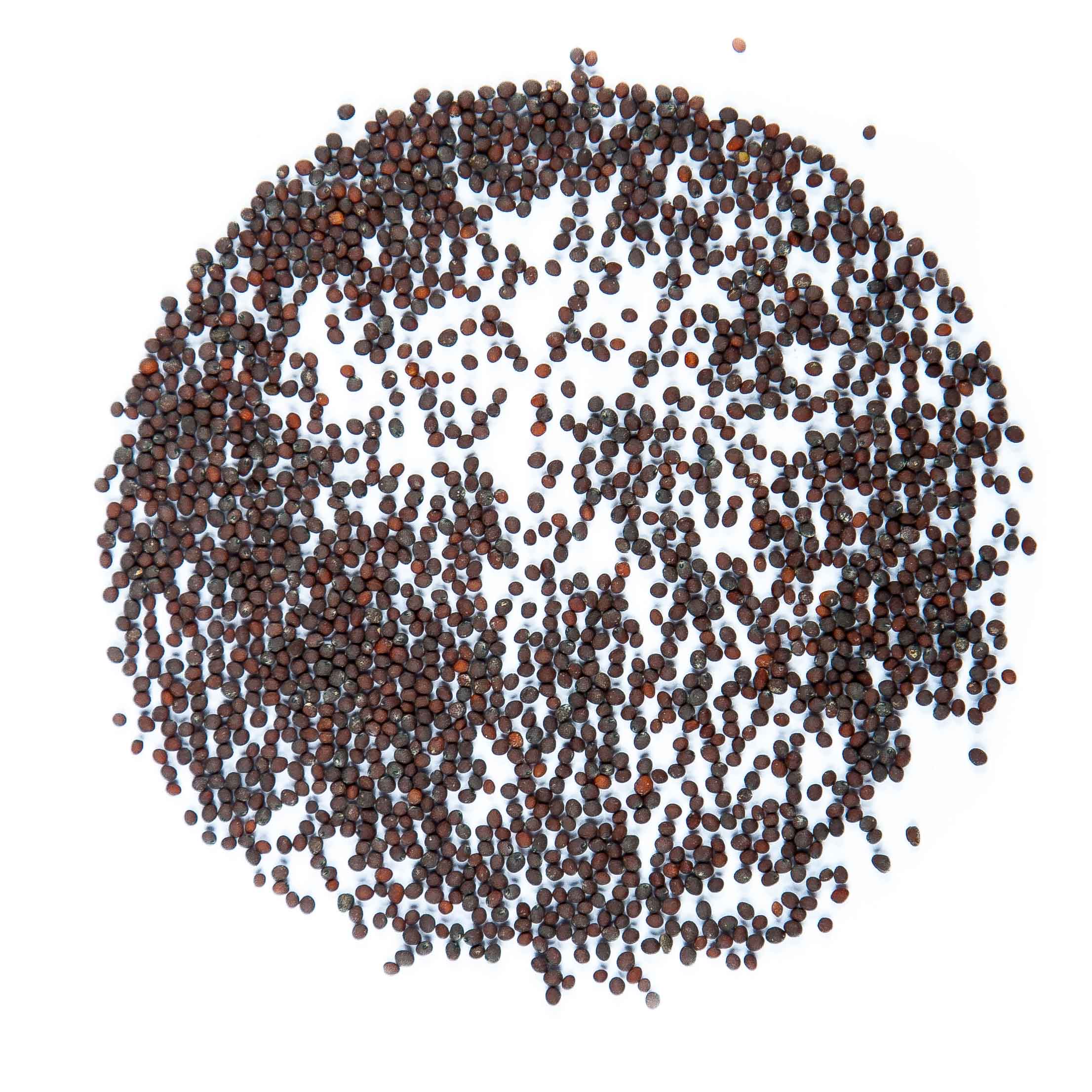 Graines Micropousse Navet - Sachet 1 Kilo