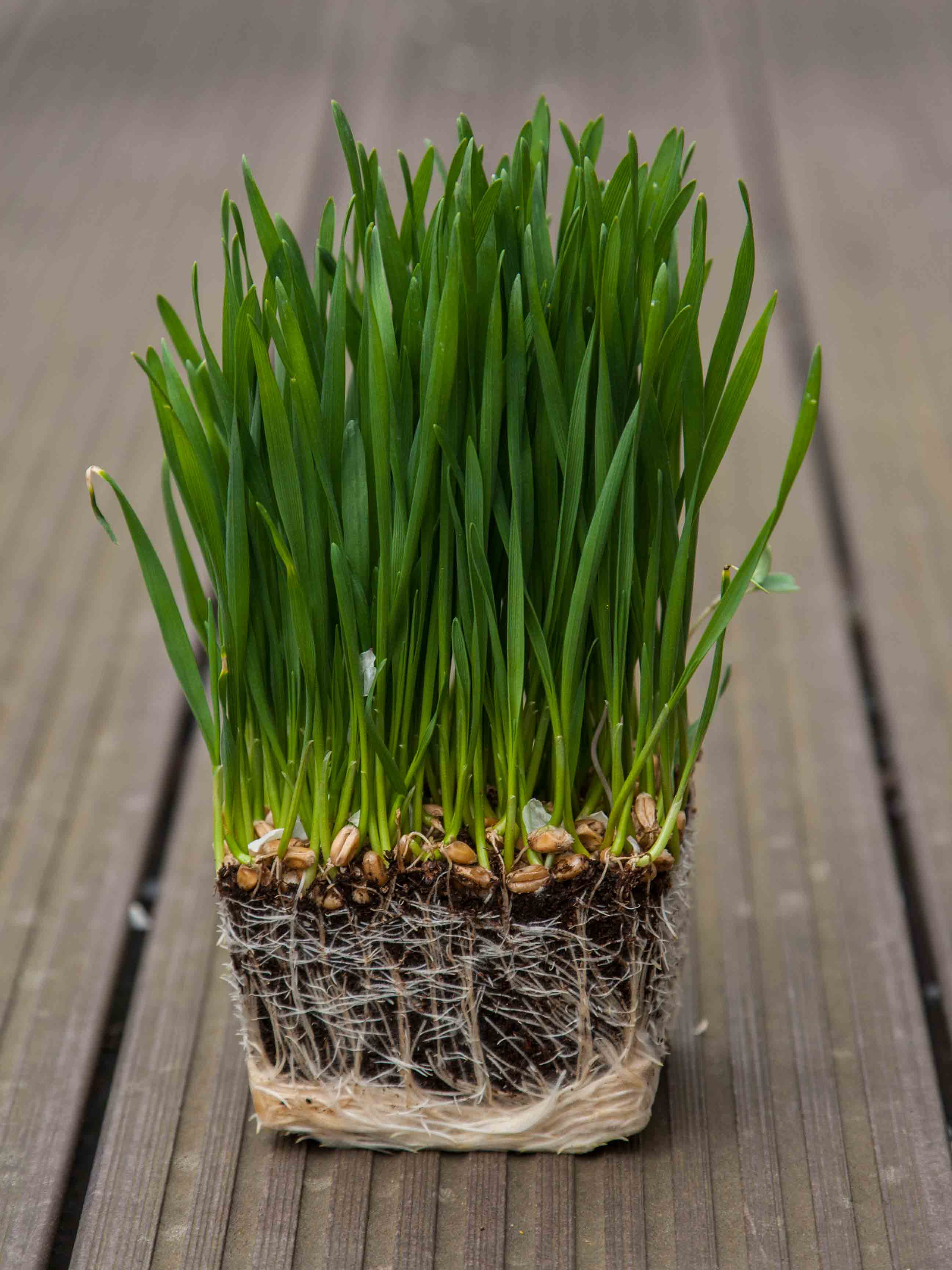 Graines Micropousse Herbe de Blé - Sachet 1 Kilo