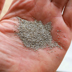 Graines Micropousse Achillée Blanche - Sachet 25 grammes